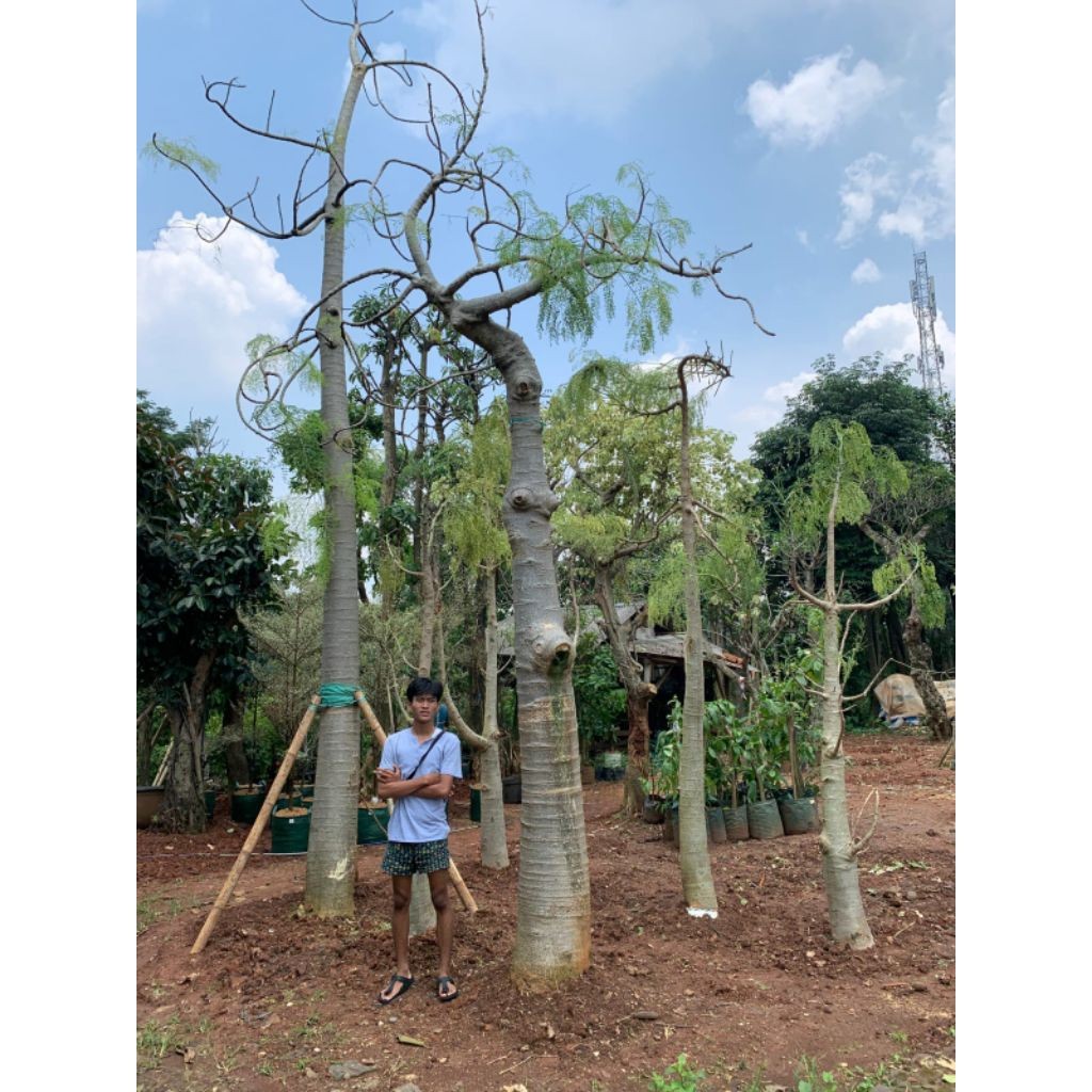 Moringa Afrika || Kelor Afrika || Pohon Kelor Afrika Tanaman Unik