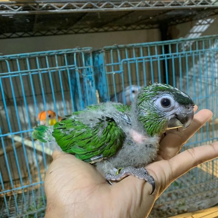 HANS MACAW PARROT BURUNG JINAK