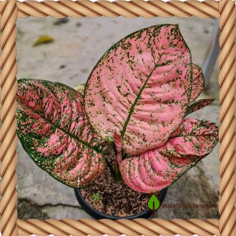 Bibit bonggol aglonema ruby kura bibit aglonema murah