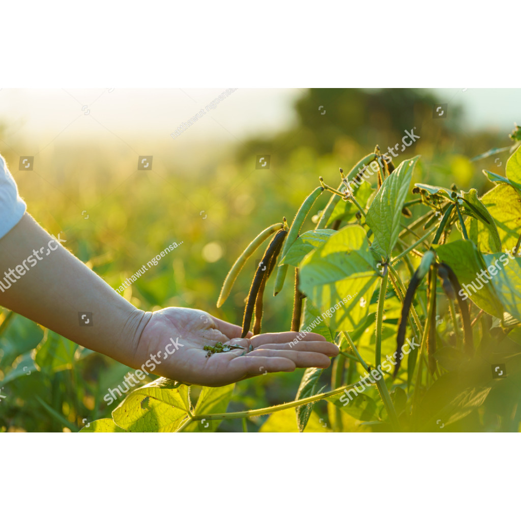 MDN BENIH KACANG HIJAU VIMA