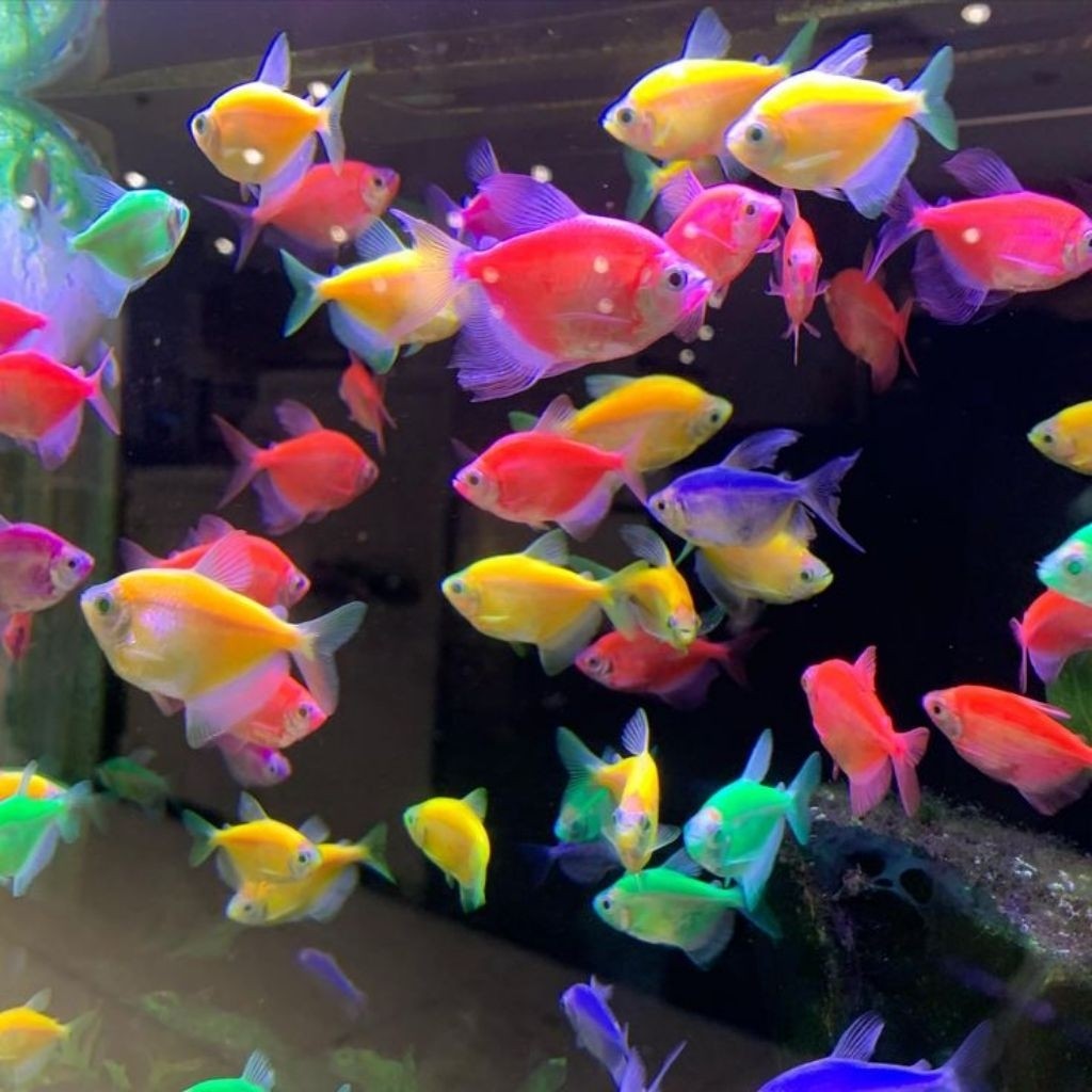 [prekor] Ikan Hias Glofish Tetra Size S Glowfish Tetra Ikan Warna Warni Ikan Glow In The Dark Hiasan