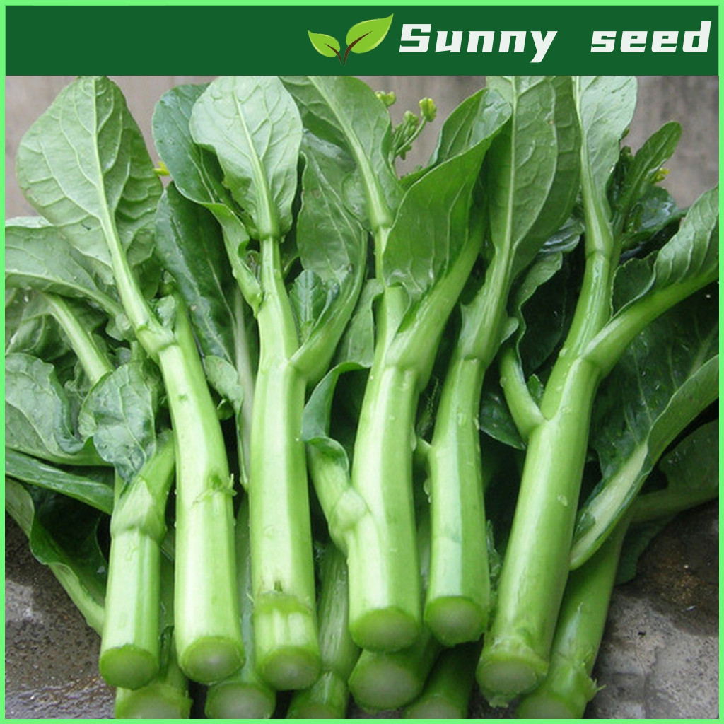 CHINESE BROCCOLI / KALE (100 benih) - Kailaan / Chinese Kale Premium vegetable seeds