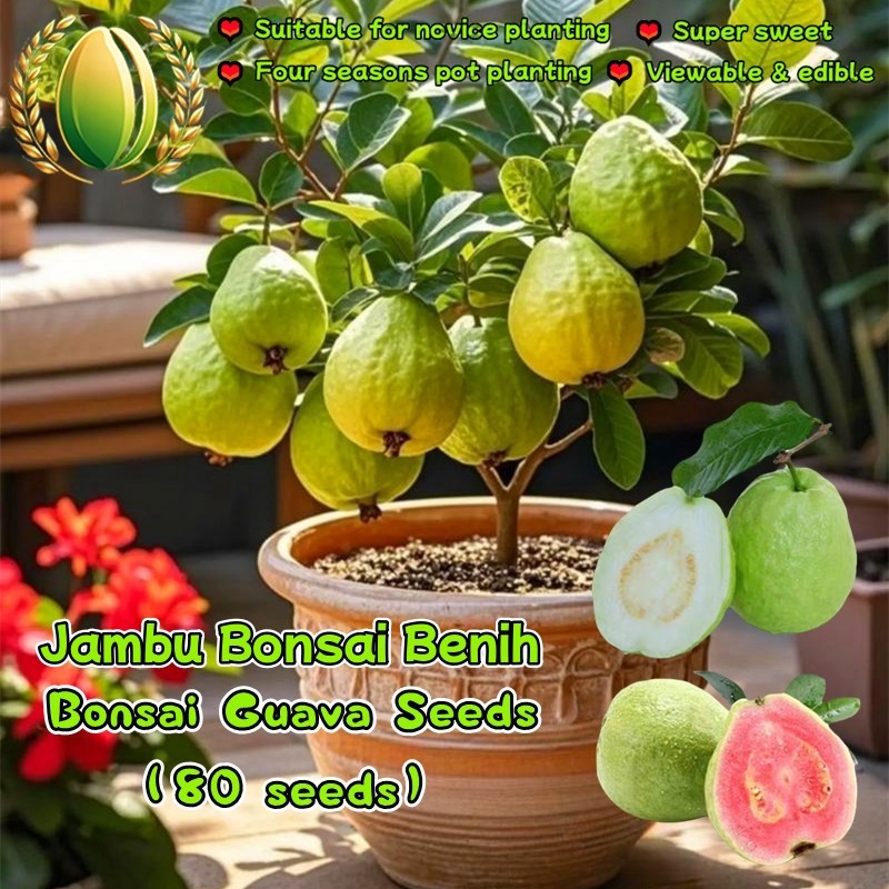 80 Biji Benih Jambu Bonsai Hasil Tinggi Untuk Menanam Buah Jambu Merah Taiwan Kerdil Bonsai Guava Se