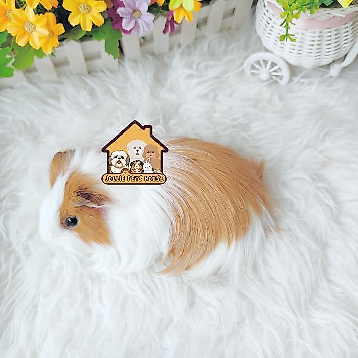 Terlariss Guineapig silkie Guinea pig marmut cavy cavi gp sheltie tikus belanda