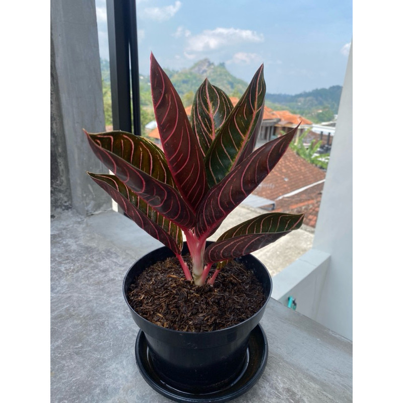 TANAMAN FULL MEDIA bibit bunga aglonema red Sumatra / tanaman aglonema red sumatra asli-tanaman indo