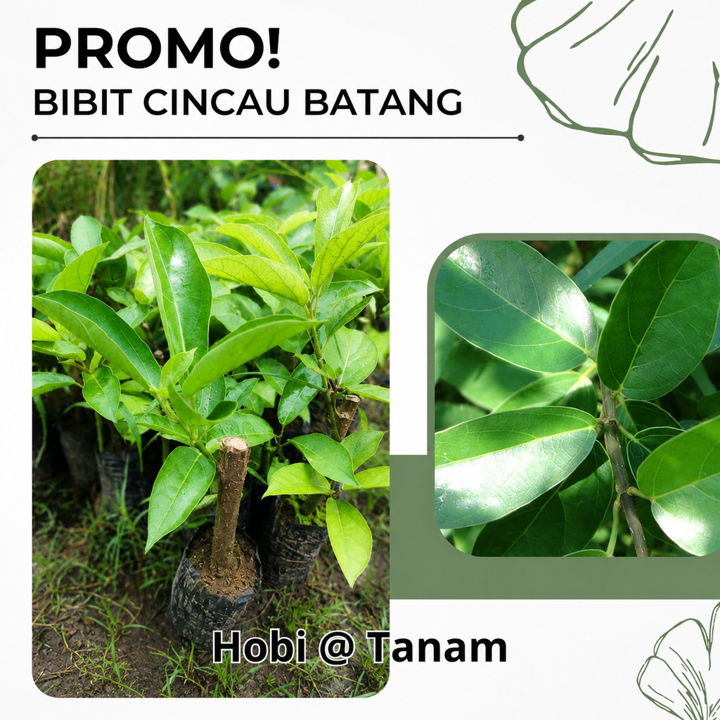 TERMURAH BIBIT CINCAU BATANG CINCAU POHON SIAP TANAM bibit cincau perdu bibit cincau hijau bibit cin