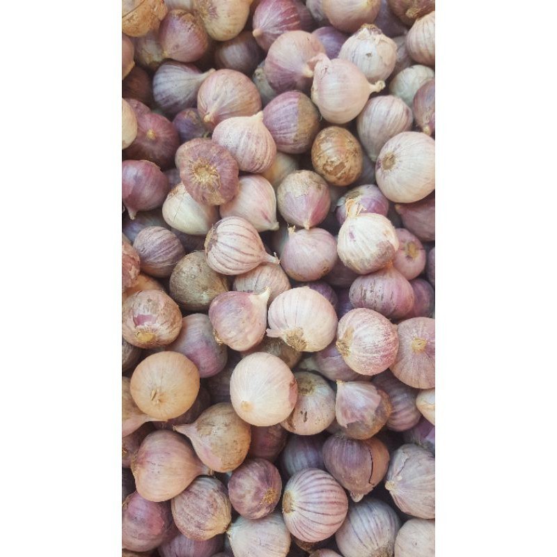 BAWANG PUTIH LANANG | Bawang Putih Tunggal 1 kg | Bawang Lanang Ori Segar untuk Black Garlic / Ferme