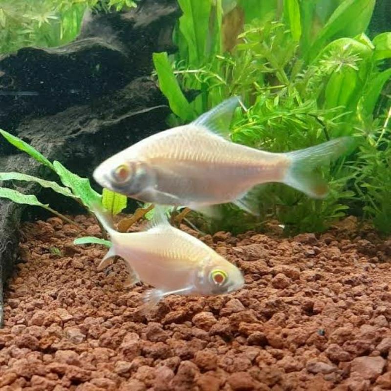 TOP ikan hias kaviat isi 2 kapiat albino fish / pemakan kutu