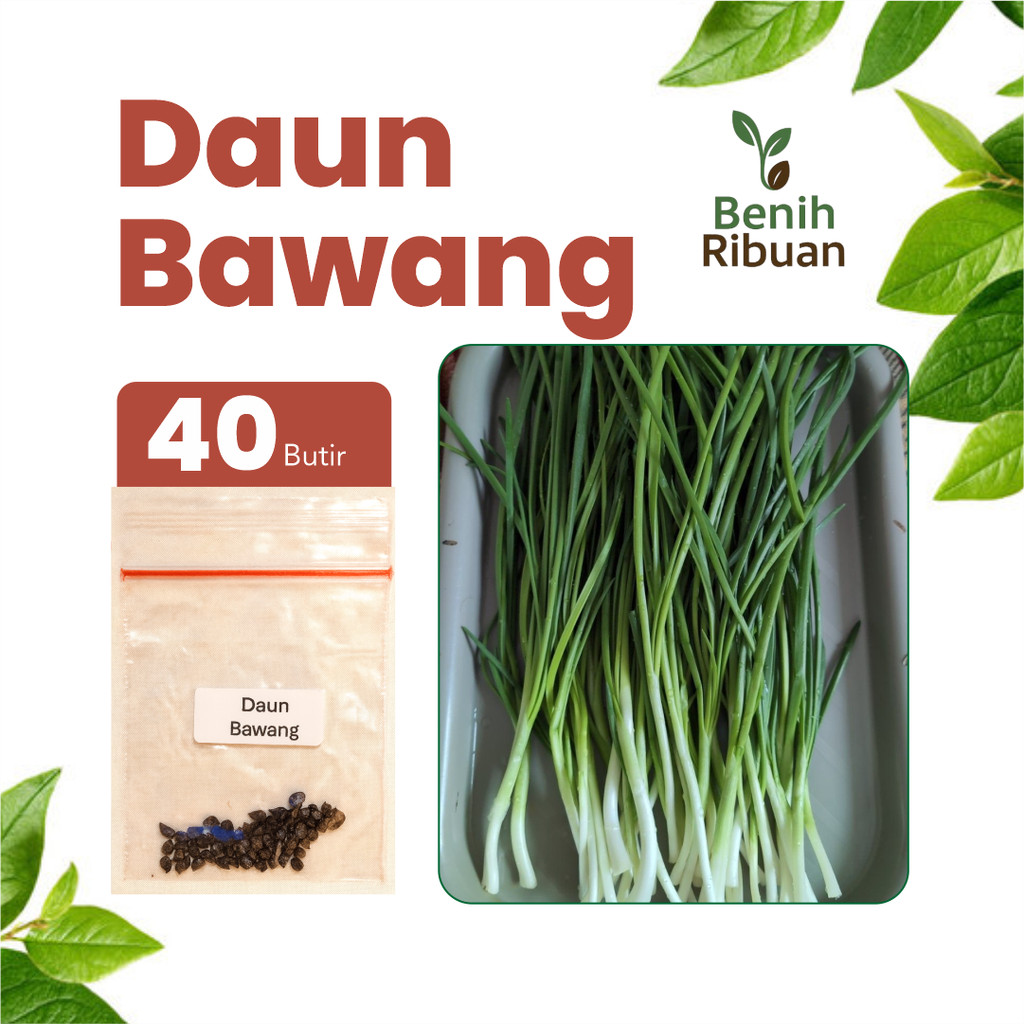 BENIH RIBUAN - Benih Daun Bawang Unggul Benih Sayur Daun Bawang Super Bibit Daun Bawang Berkualitas