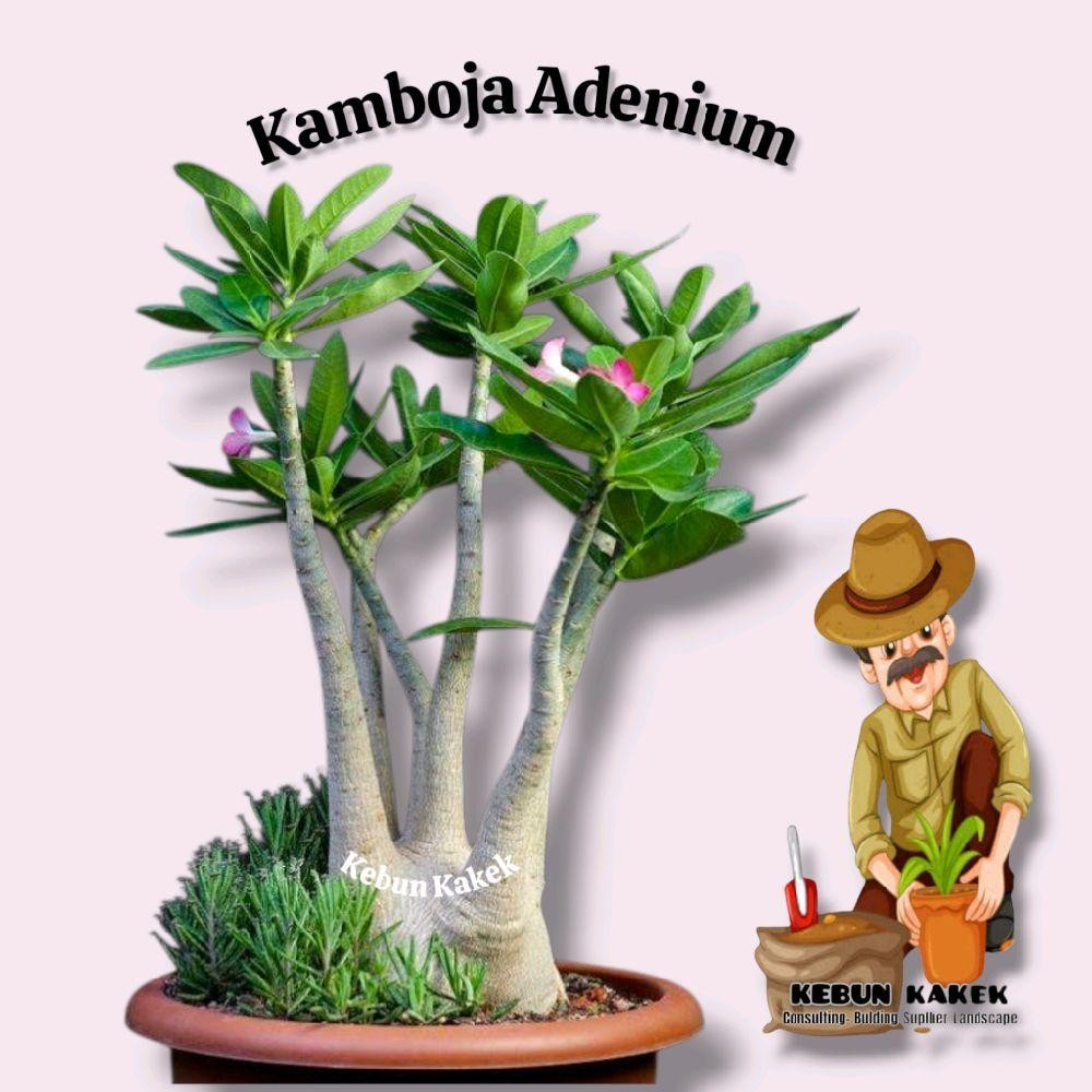 Kamboja Jepang Adenium / Tanaman Kamboja Adenium / Tanaman Hidup Kamboja Adenium / Bibit Kamboja