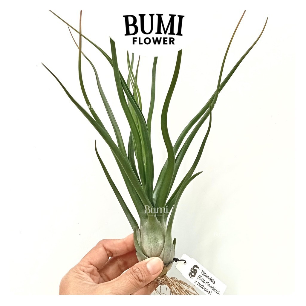 Tillandsia (Eric Knobloch x bulbosa) - Bumi Orchids Air Plants Tanaman Hias
