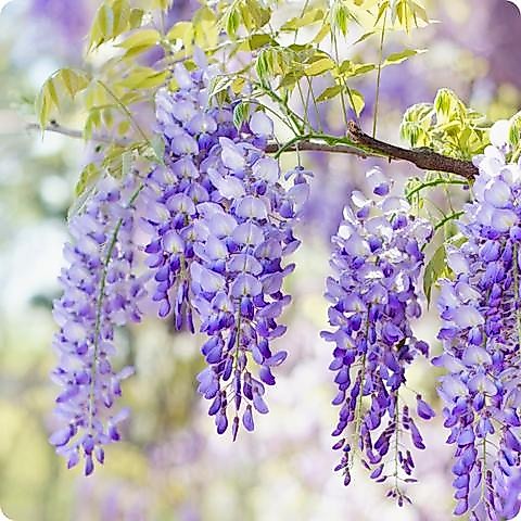 Benih WISTERIA Biji Pohon Bunga
