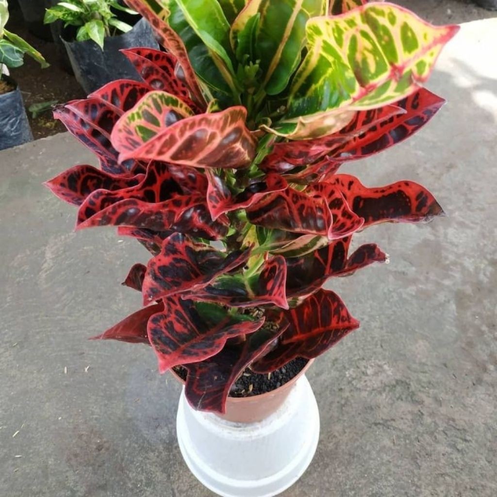 Tanaman Hias Puring Kura Merah Tanaman Pohon Puring Merah