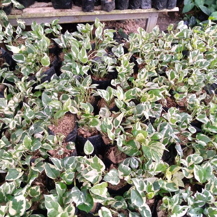 Zayn Tanaman Srigading Coin Enjoy Scindapsus Aureus Variegata - RIMBUN