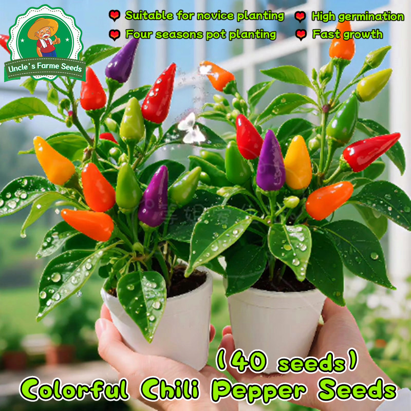 40pcs/pack Fresh Organic Multicolor Pepper Chili Plant Seeds for Planting Vegetables High Yield Colo