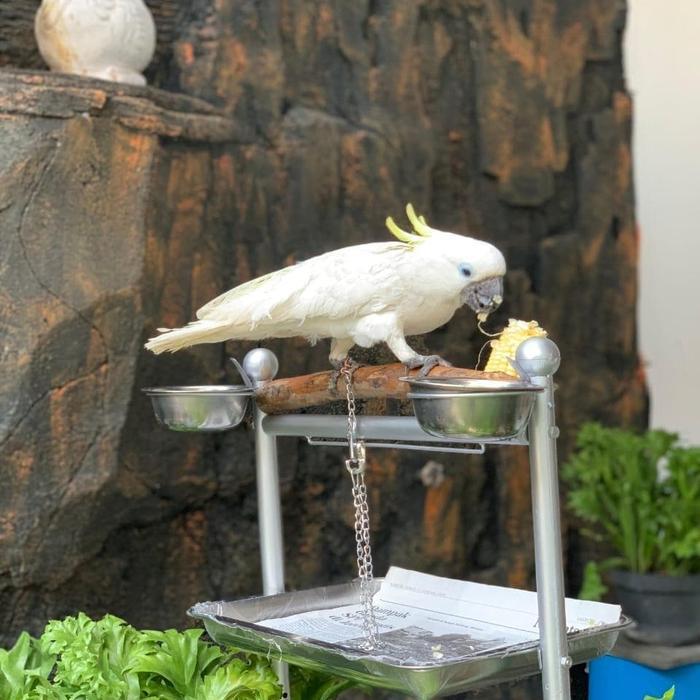 US Tangkringan / Pangkringan burung kakatua,bayan,nuri TERVIRAL