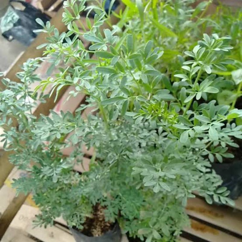 Bibit Pohon Inggu / Daun Inggu Segar