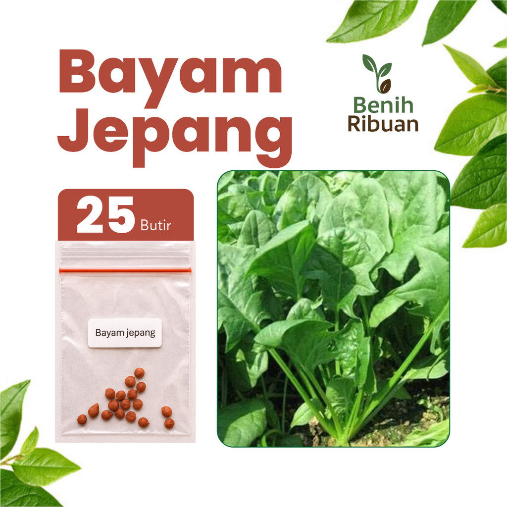 BENIH RIBUAN - Benih Sayur Bayam Jepang Hijau Benih Bayam Jepang Unggul Super Bibit Premium