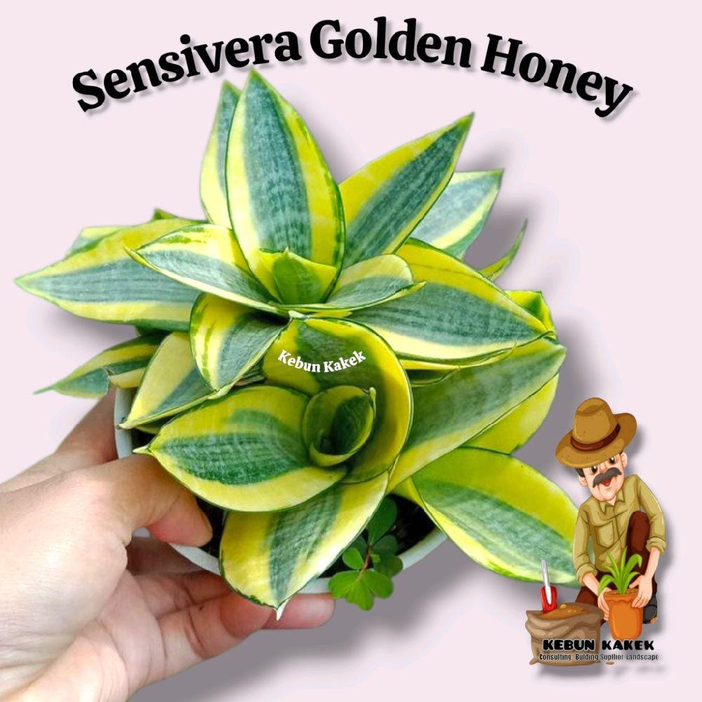 Sensivera Golden Honey / Tanaman Sensivera Golden Honey / Tanaman Sensivera Mini Goden Honey Bibit