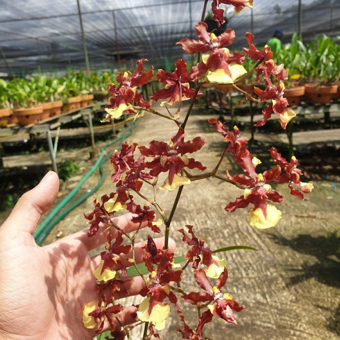 anggrek oncidium wangi