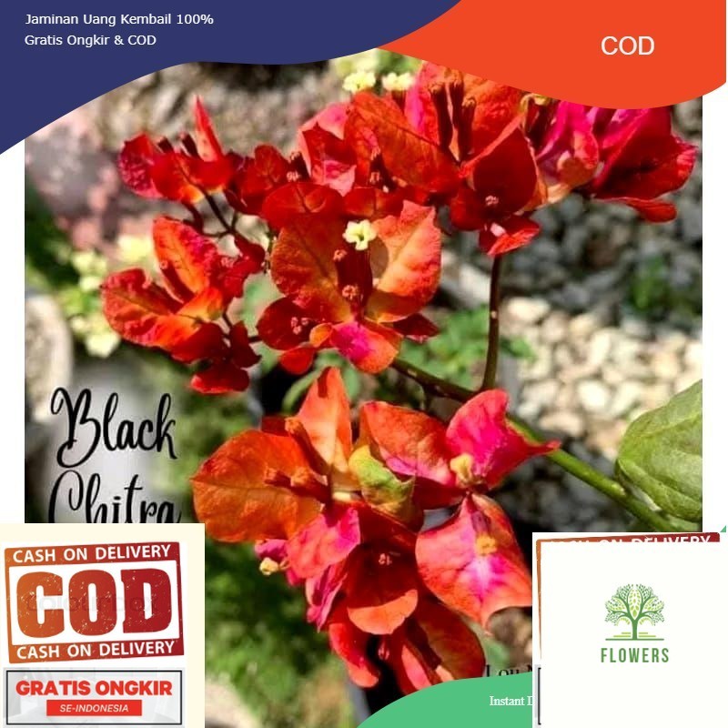 (PROMO) tanaman hias bougenville citra black rose