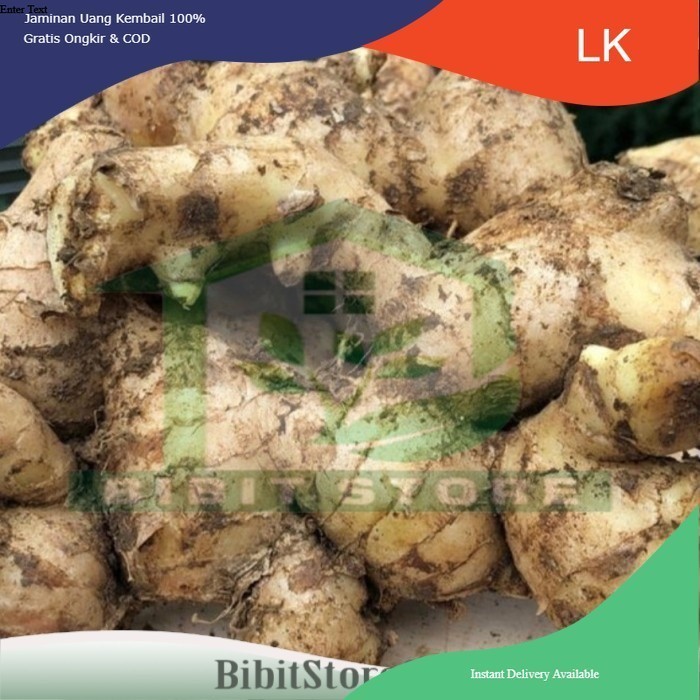 Jahe Putih - Jahe Gajah Super Jumbo 1 Kg 1Kg Segar Fresh Muda Tua - JAHE TUA