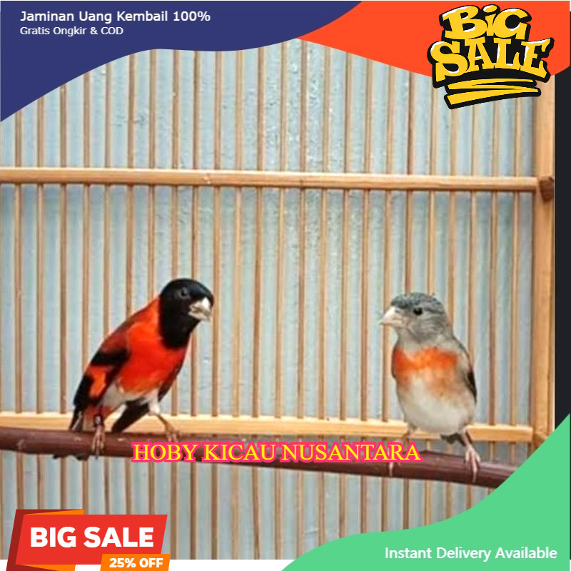 Burung red siskin clasik sepasang siap produksi