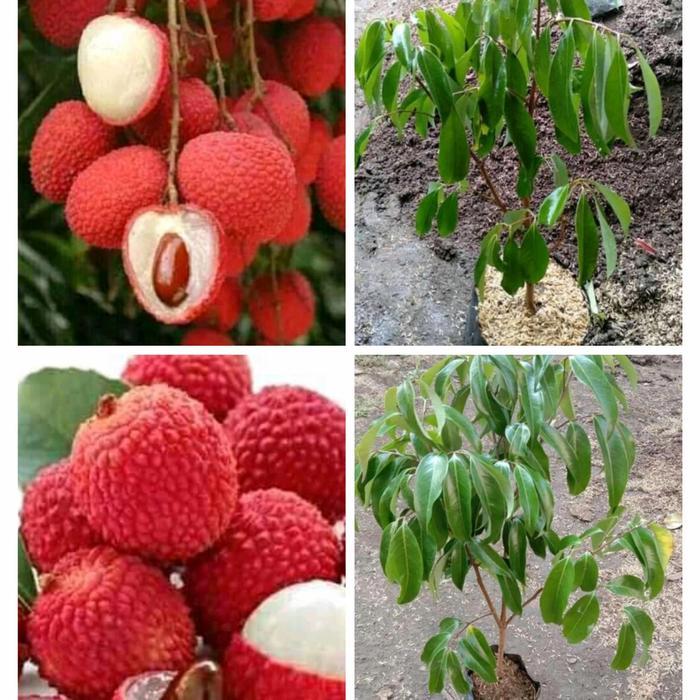 PROMO  Bibit leci merah berbunga