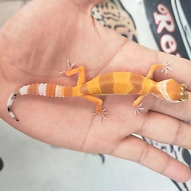 Deepanim- Leopard Gecko Shtct 1.5-Bulan, Bs Pilih Gender