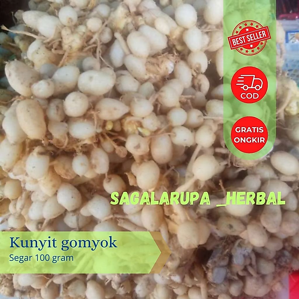 kunyit putih gomyok(curcuma zedoaria)