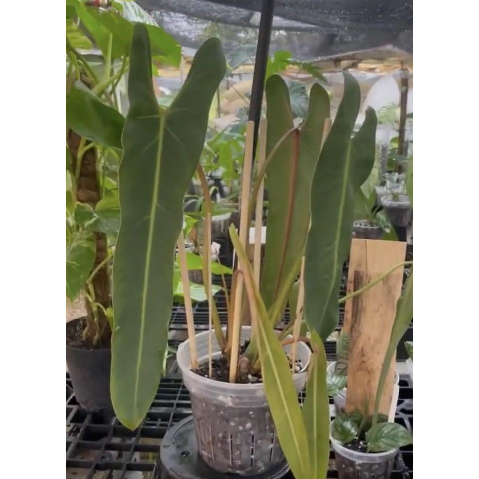 ss philodendron spiritus sancti bibit bonggol