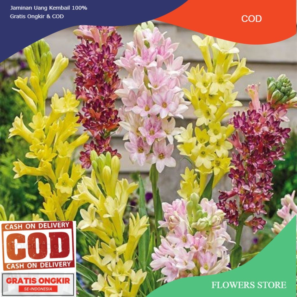 Tanaman Sedap Malam Hidup | Polianthes Tuberosa Harum | Bibit Tanaman Hias Siap Tanam (COD)