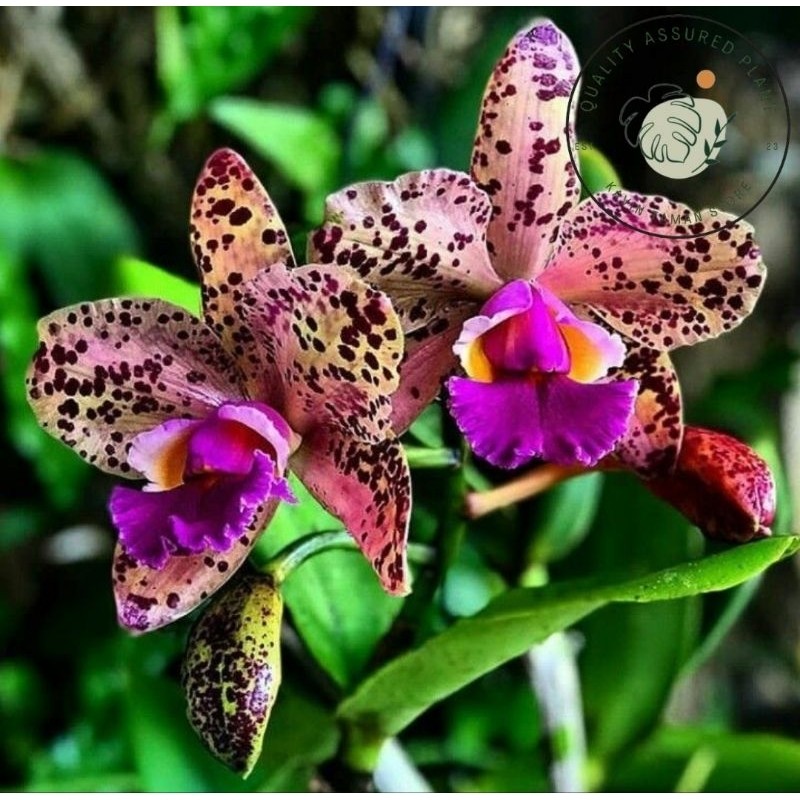 tanaman hias anggrek dendrobium rarepurple // anggrek dendrobium // bibit anggrek dendrobium siap be