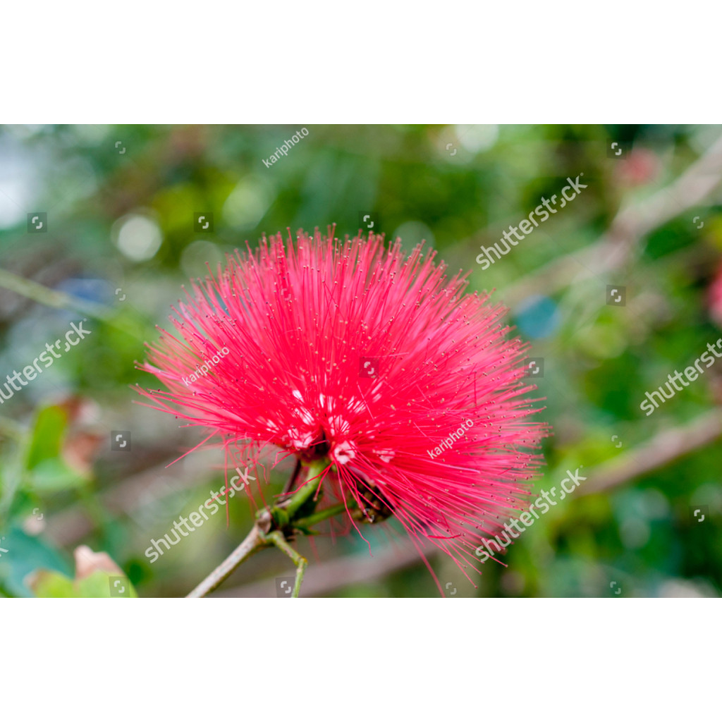 Biji Benih Bibit BIBIT BUNGA KALIANDRA