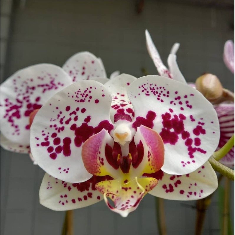 Anggrek Bulan Putih Totol Spike