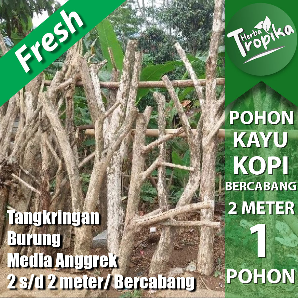 Batang Kayu Pohon Kopi ranting cabang 2 s/d 5 cabang 2. meter Media tanam anggrek toko herba tropika