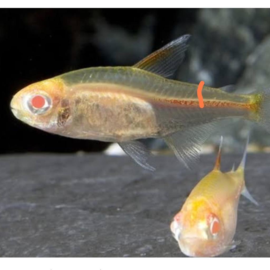 Neon api albino tetra size 2cm - hiasan aquascape