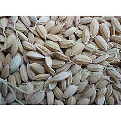 GABAH LAMPUNG / GABAH BANGKOK KECIL 1 KG