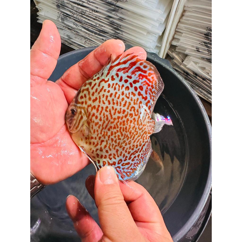 Ikan Discus Leopard Ring 3 inch | Kualitas Premium