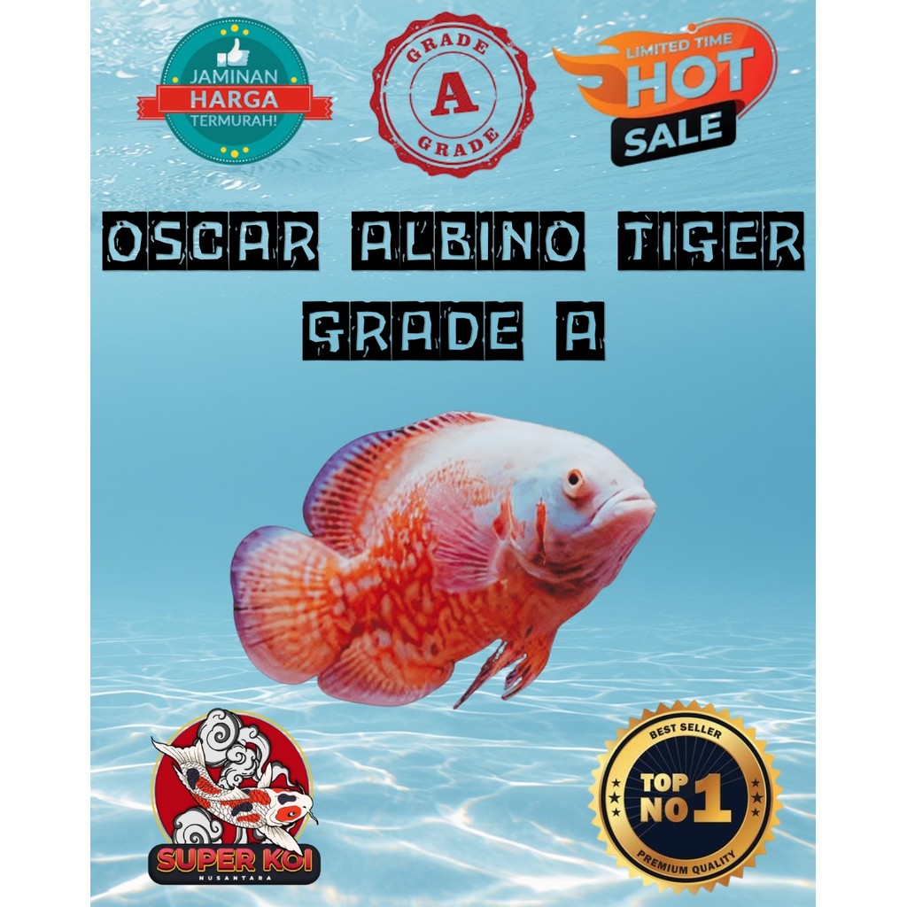 IKAN OSCAR HITAM DAN ALBINO BERBAGAI JENIS ,TEMBAGA TIGER NEMO RED CHILI PARIS LEOPARD GRADE DAN NON