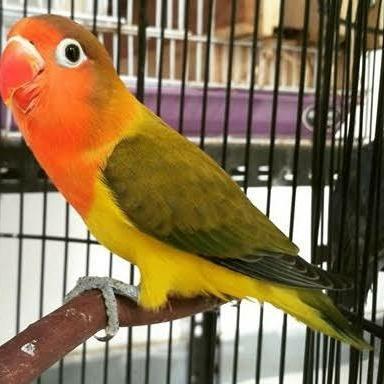 US LOVEBIRD EWING GREEN TERBAIK