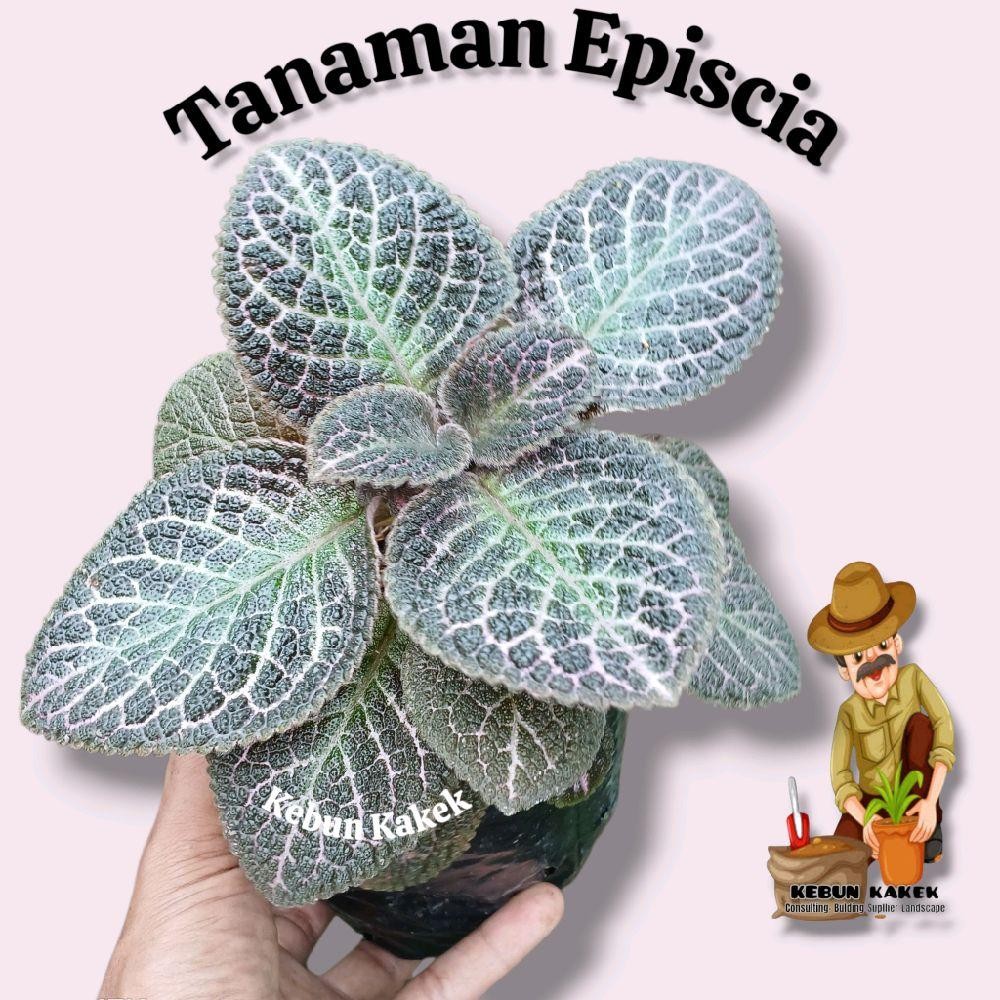 Tanaman Episcia / Tanaman Gantung Episcia Coklat / Tanaman Hias Episcia