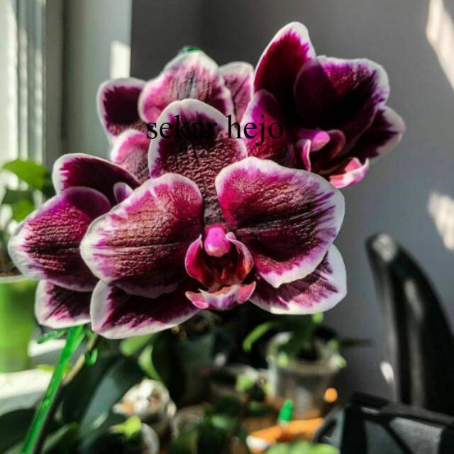 Remaja - Anggrek Bulan BLACK JACK