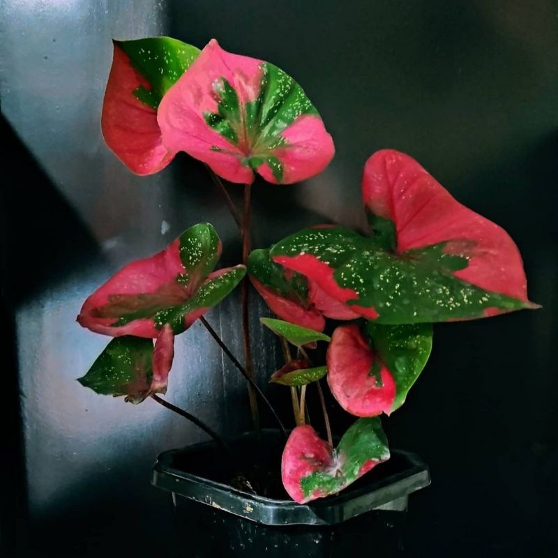 Baret/ Caladium Baret/ Keladi Baret/ Bunga Caladium Baret/ Tanaman Hias Hidup/ Tamaman Hias Murah Me