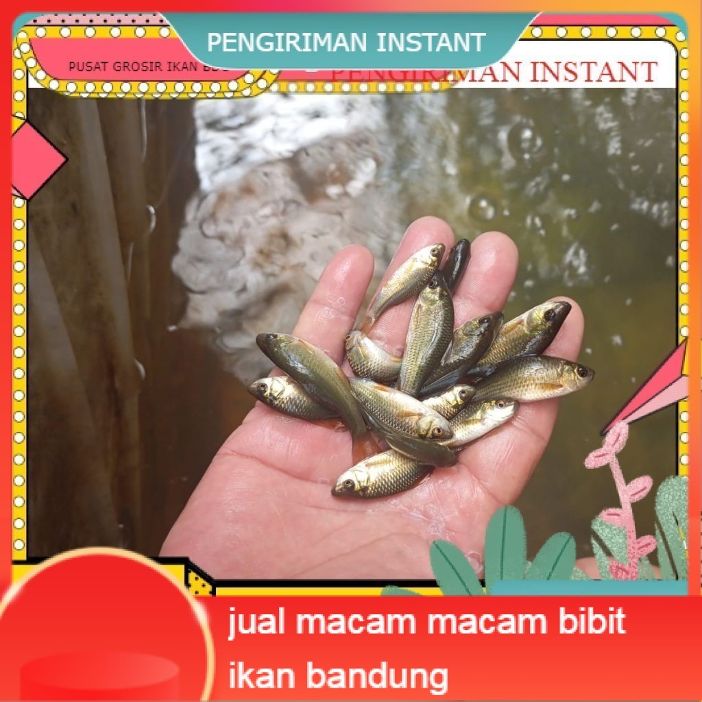 50 ekor Ikan Nilem terapi / trapi / per 50 ekor / ikan terapi GROSIR BANDUNG PER EKOR INSTANT terdek