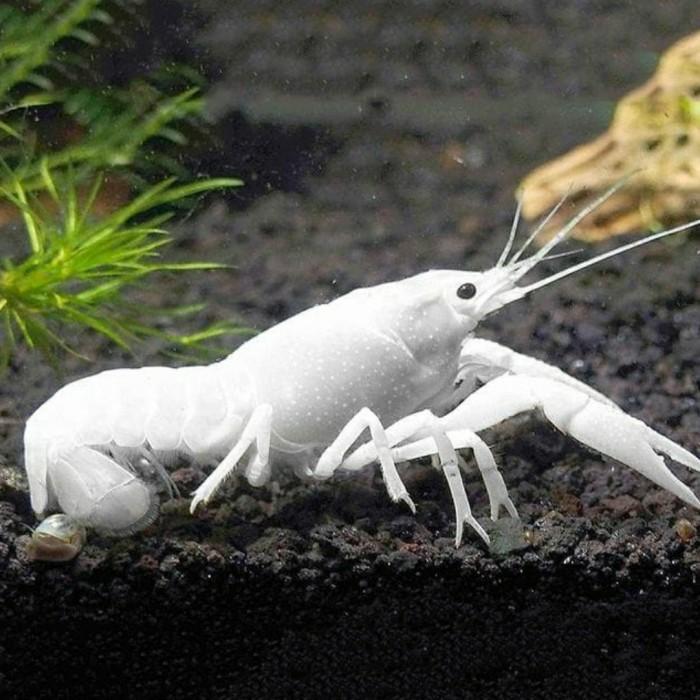 Lobster Putih White size 3cm - udang hiasan Lobster air tawar aquascape ( Tetra Geng Aquatic )