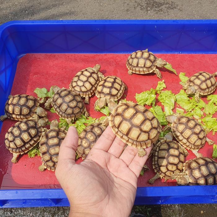 Terbaru Kura-kura Sulcata Size 7-8cm