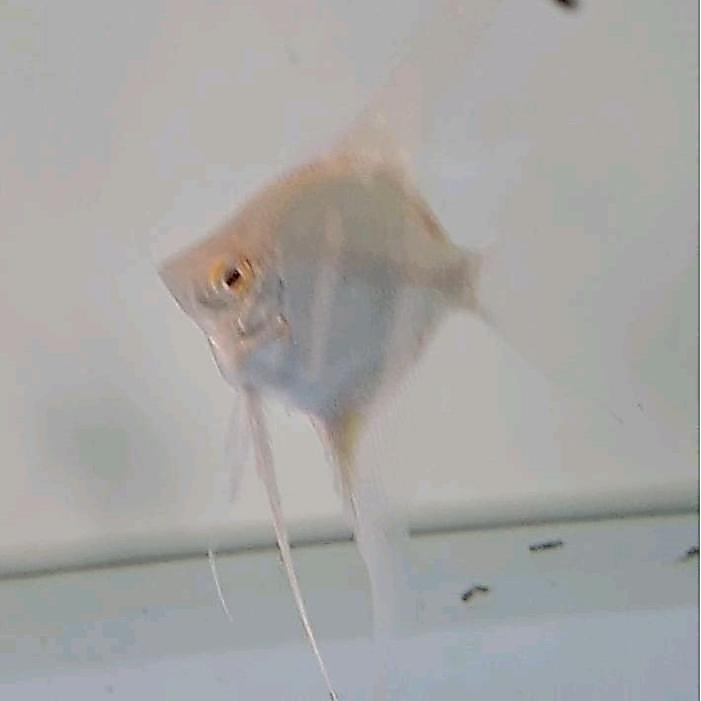 REDAY Terlaris manfish dantum albino 4-5cm Promo Murah