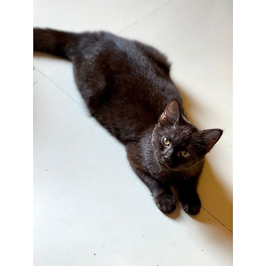 Adopt kucing BSH Mix full black