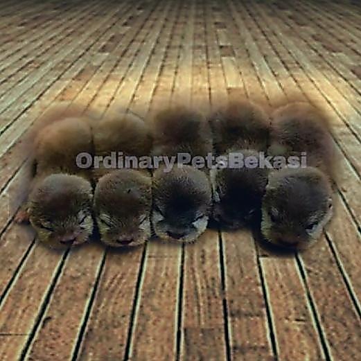 Viva - Otter Baby / Berang Berang ( Pets )